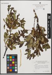 Foto von Salix L.